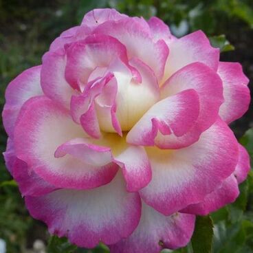 Роза "Свит Дэлайт" / Rosa "Sweet Delight"