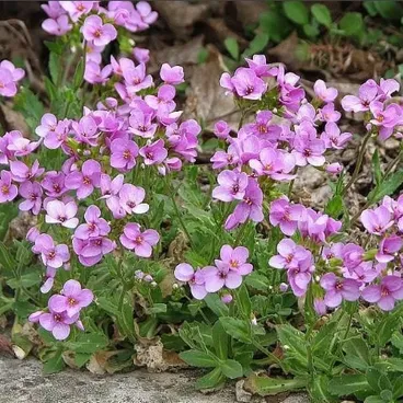 Арабис кавказский/ Arabis caucasica