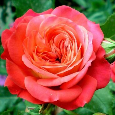 Роза "Мидсаммер" / Rosa "Midsummer"