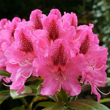 Рододендрон "Йохан Брунс" / Rhododendron "Johann Bruns"