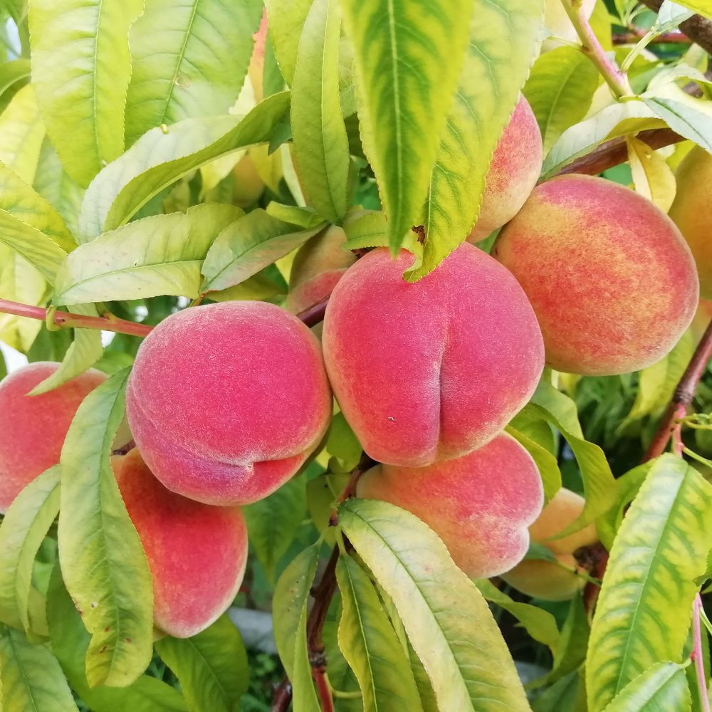 Персик "Редхавен"/ Prunus persica "Red Haven" .