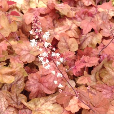 Гейхерелла гибридная "Редстоун Фолс"/ Heucherella hybrida "Redstone Falls"
