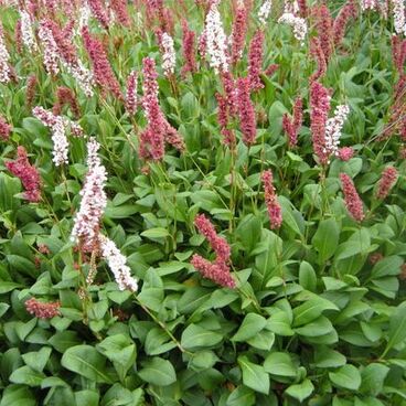 Горец родственный / Polygonum affine