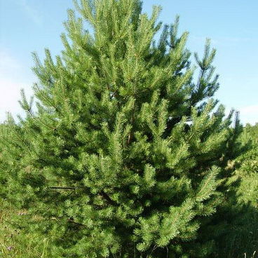 Сосна обыкновенная "Дирхэв"/ Pinus sylvestris "DK/Dyrehave"