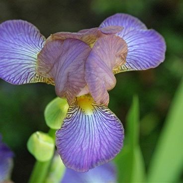 Ирис гибридный "Банглесс" / Iris hybrid "Bangless"