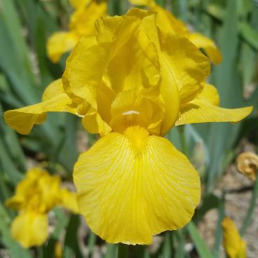 Ирис гибридный "Чикки"/ Iris hybrid "Chickee"