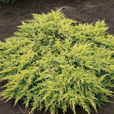 Можжевельник средний "Даубс Фростед"/ Juniperus media "Daub`s Frosted"