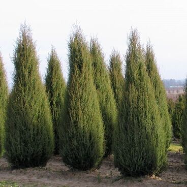 Можжевельник виргинский / Juniperus virginiana