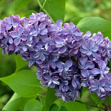 Сирень "Виолетта" / Syringa vulgaris "Violetta"