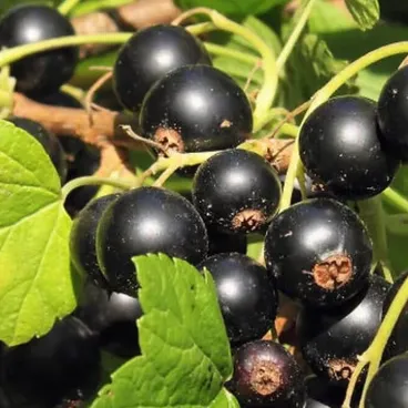 Смородина черная "ВОЛШЕБНИЦА" / Ribes nigrum "Volshebnitsa"
