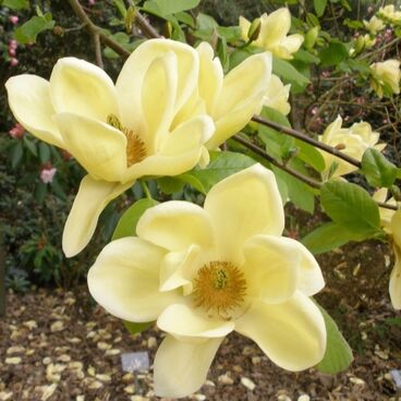 Магнолия заостренная "Лоис" / Magnolia acuminata "Lois"