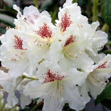 Рододендрон "П.М.А. Тигерштедт" / Rhododendron brachycarpum "P.M.A. Tigerstedt"