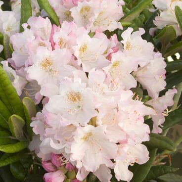 Рододендрон "Сент Мишель" / Rhododendron hybriden "St Michel"
