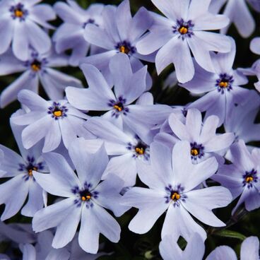 Флокс шиловидный "Спринг Блю" / Phlox subulata "Spring Blue"