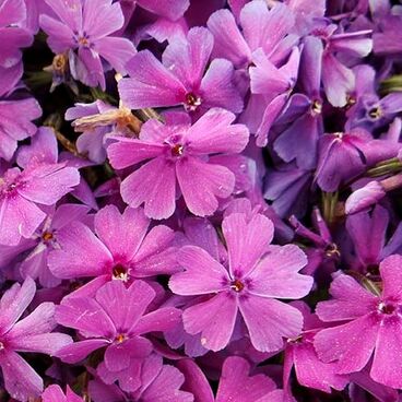 Флокс шиловидный "Спринг Пёрпл" / Phlox subulata "Spring Purple"