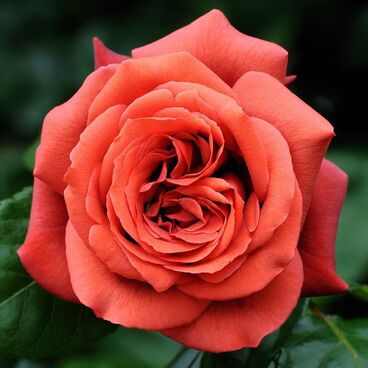 Роза "Терракота" / Rosa "Terracotta"