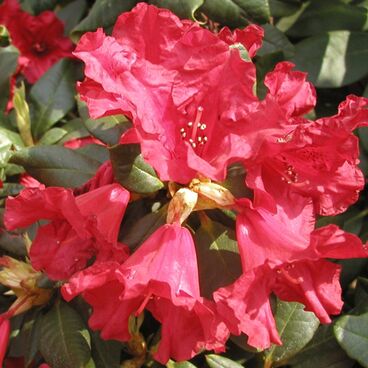 Рододендрон ползучий "Скарлет Вондер" / Rhododendron repens "Scarlet Wonder"