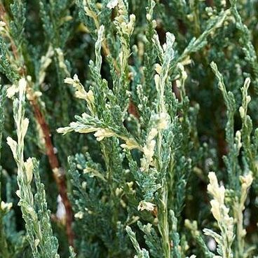 Можжевельник скальный "Блю Айвори" / Juniperus scopulorum "Blue Ivory"