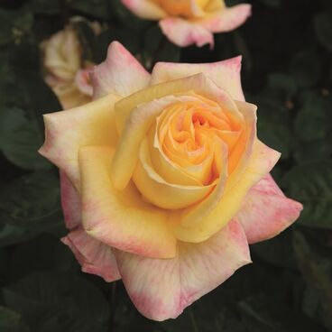 Роза "Кэнэри" / Rosa "Canary"