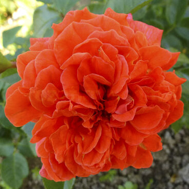 Роза "Наранга" / Rosa "Naranga"