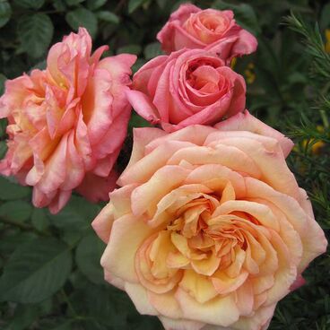Роза "Барок" / Rosa "Barock"