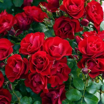 Роза "Блэк Форест Роуз" / Rosa "Black Forest Rose"