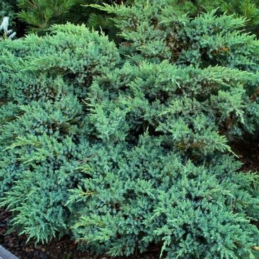 Можжевельник чешуйчатый "Блю Компакт" / Juniperus squamata "Blue Compact"