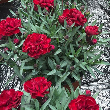 Гвоздика гибридная "Супер Трупер Валентина" / Dianthus hybrida "Super Trouper Valentine"