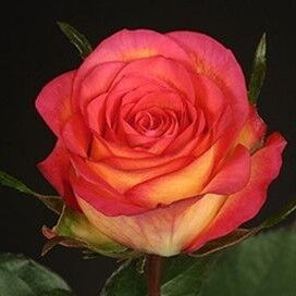 Роза "Скайфайер" / Rosa "Skyfire"