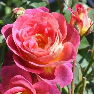 Роза "Приёр де Сан-Косм" / Rosa "Prieure de St Cosme"