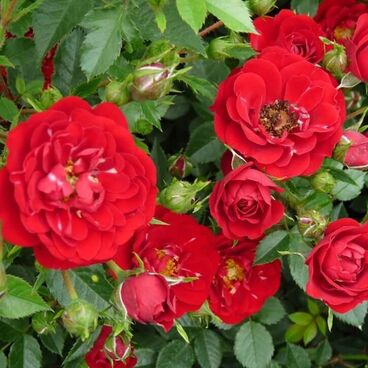 Роза "Ред Каскад" / Rosa "Red Cascade"