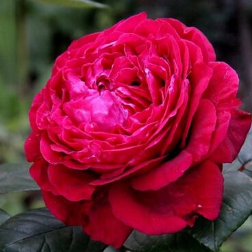 Роза "Роза де Катро Вант" / Rosa "Rose des 4 Vents"