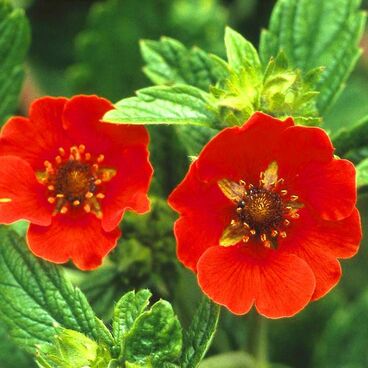 Лапчатка темно-кроваво-красная "Ред" / Potentilla atrosanguinea "Red"