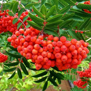 Рябина плодовая "СКАЗОЧНАЯ" / Sorbus aucuparia "Skazochnaya"