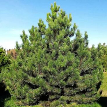 Сосна крымская / Pinus pallassiana