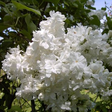 Сирень "Советская Арктика" / Syringa vulgaris "Sovetskaya Arktika"