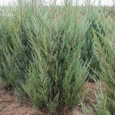 Можжевельник скальный "Моффат Блю" / Juniperus scopulorum "Moffat Blue"