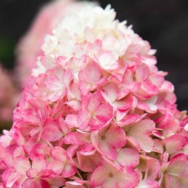 Гортензия метельчатая "Распберри Пинк" / Hydrangea paniculata "Raspberry Pink"