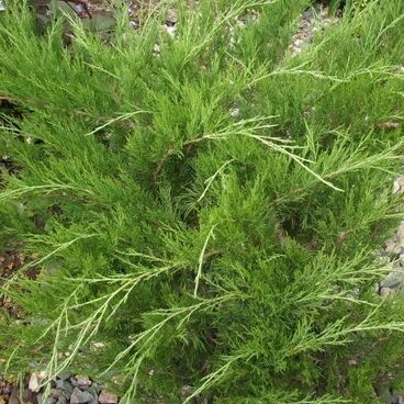 Можжевельник казацкий "Кнап Хилл" / Juniperus sabina "Knap Hill"