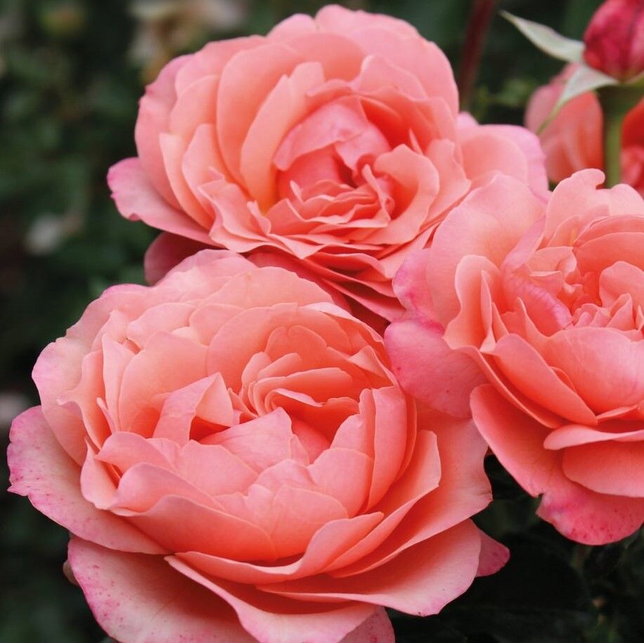 Роза Корал Лионс-Розе