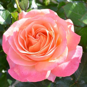 Роза "Ла Палма" / Rosa "La Palma"