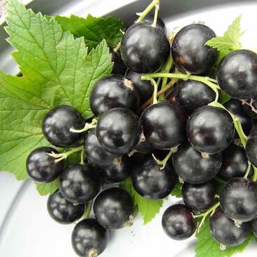 Смородина черная "ЧУДНОЕ МГНОВЕНЬЕ" / Ribes nigrum "Chudnoe Mgnovene"