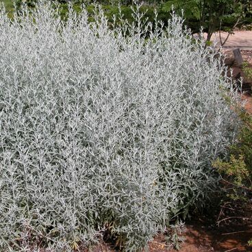 Полынь Людовика / Artemisia ludoviciana