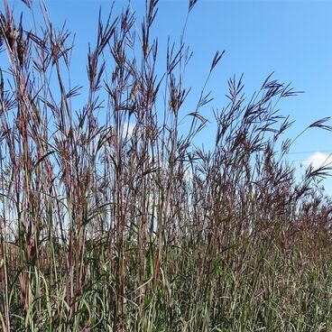 Бородач "Перпл Конза" / Andropogon "Purple Konza"