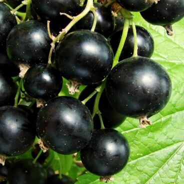 Смородина черная "Искушение" / Ribes nigrum "Iskushenie"