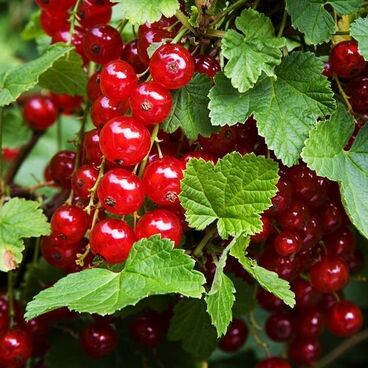 Смородина красная "Ася" / Ribes rubrum "Asya"