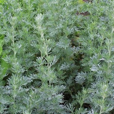 Полынь магаданская / Artemisia absinthium