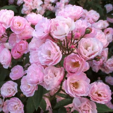 Роза "Хевенли Пинк" / Rosa "Heavenly Pink"