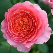 Роза Постиллион особенности и характеристика сорта правила посадки выращивания и ухода отзывы