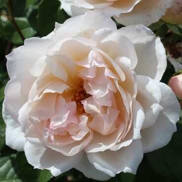 Роза "Дженероуз Гарденер" / Rosa "The Generous Gardener"